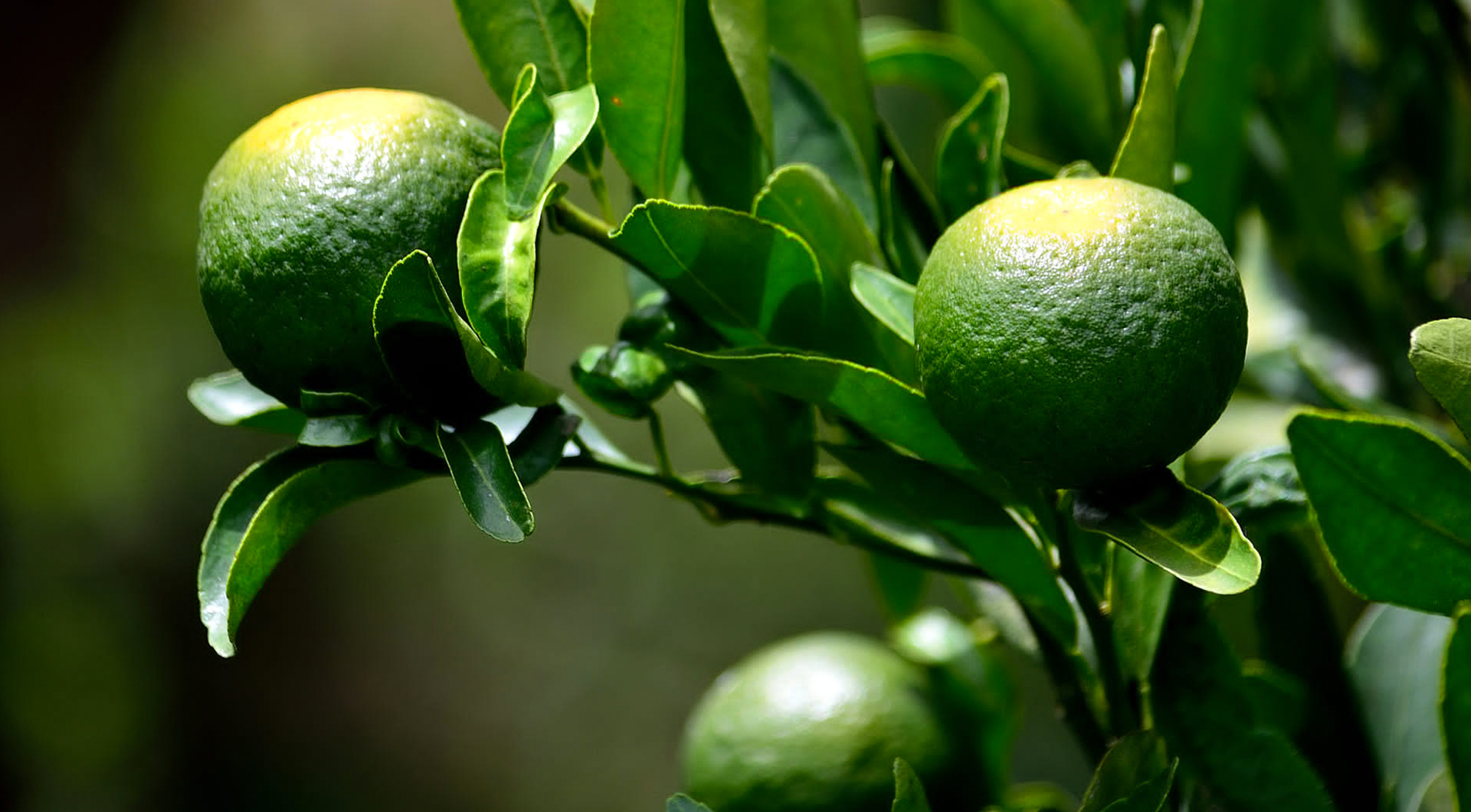 巅峰国际官网-相信品牌力量